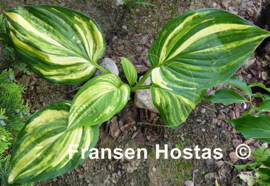 Hosta Futura