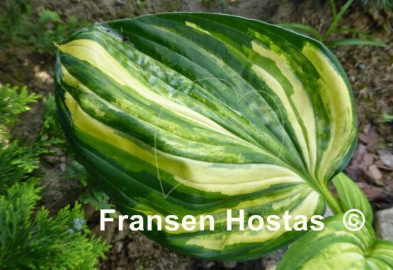 Hosta Futura