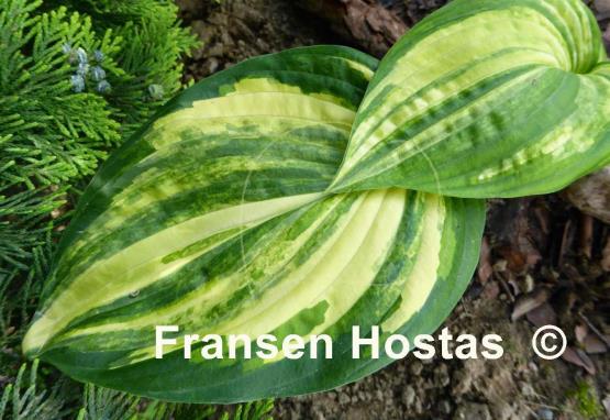 Hosta Futura