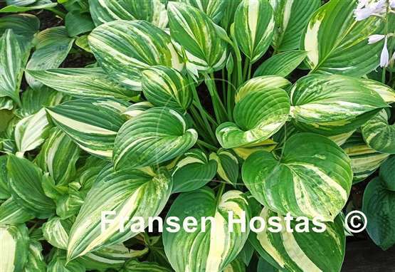 Hosta Futura