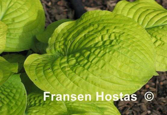 Hosta Faith