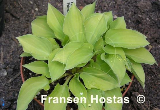Hosta Faithful Heart