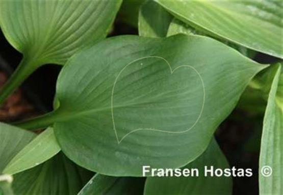 Hosta Filagree