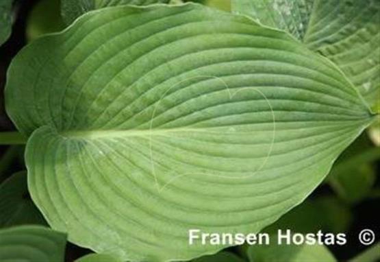 Hosta Fond Hope