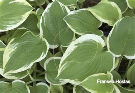 Hosta Forest Fireworks