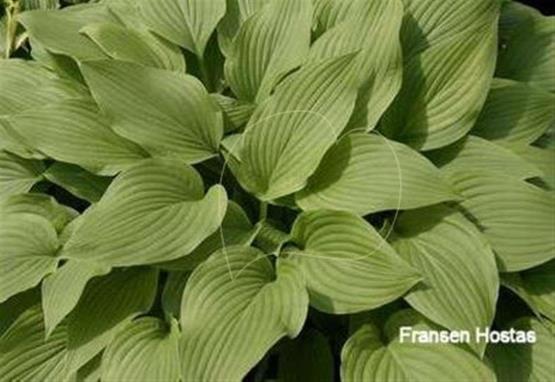 Hosta Fortunei Robusta