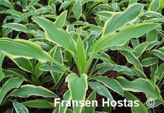 Hosta Francheska