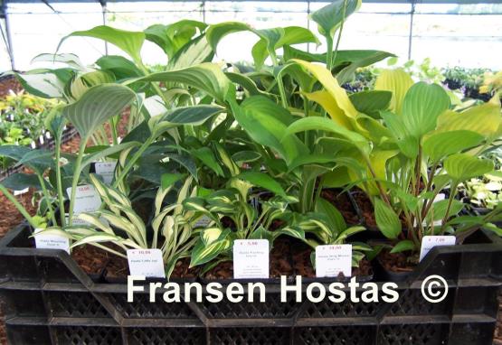 Hosta Fransen's Starter Collection