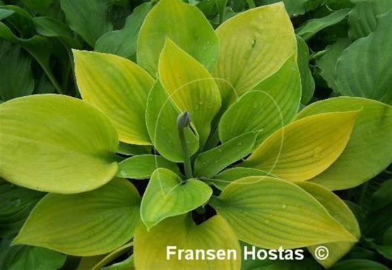 Hosta French Quarter