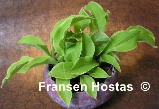 Hosta Fresh