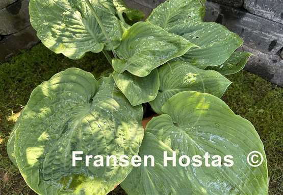 Hosta Gabber