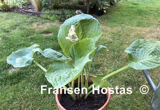 Hosta Gabber