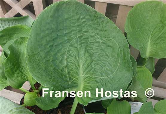 Hosta Gabber