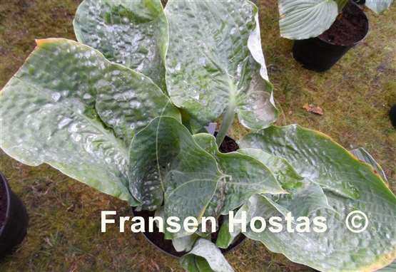 Hosta Gabber
