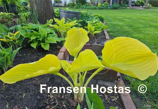 Hosta Gabriel's Horn 