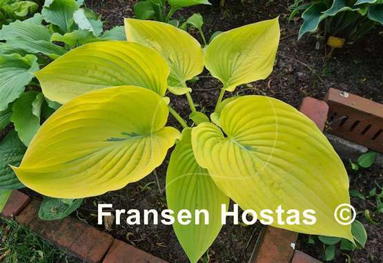 Hosta Gabriel's Horn 