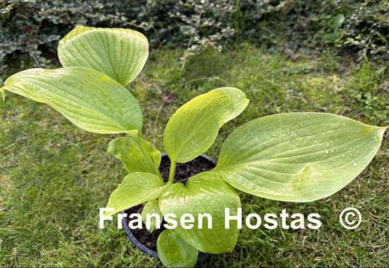 Hosta Gabriel's Horn