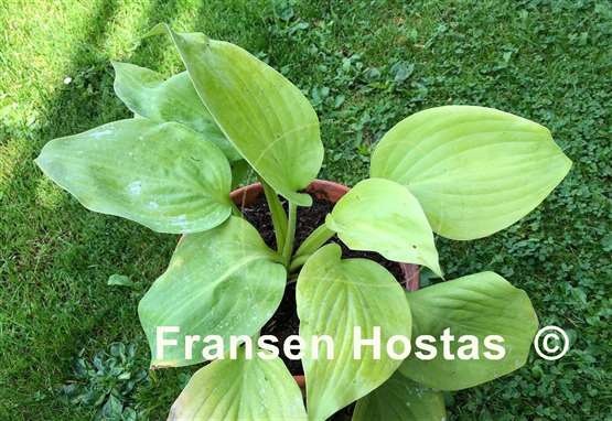 Hosta Gabriel's Horn