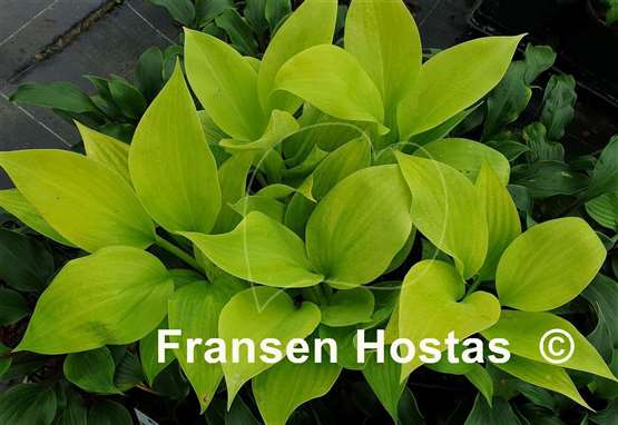 Hosta Gabriel's Horn