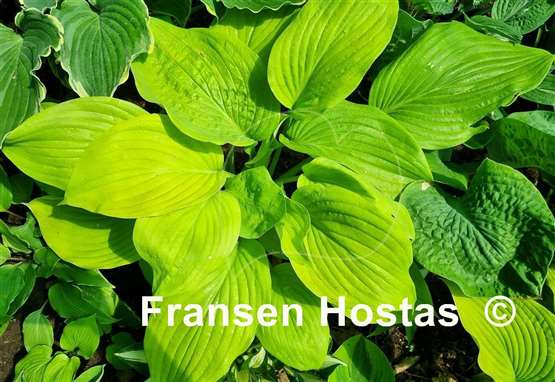 Hosta Gabriel's Horn