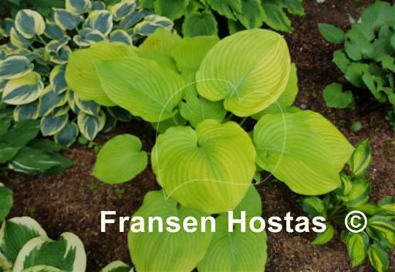 Hosta Gabriel's Horn