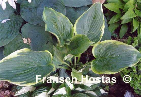 Hosta Gabriel's Wing