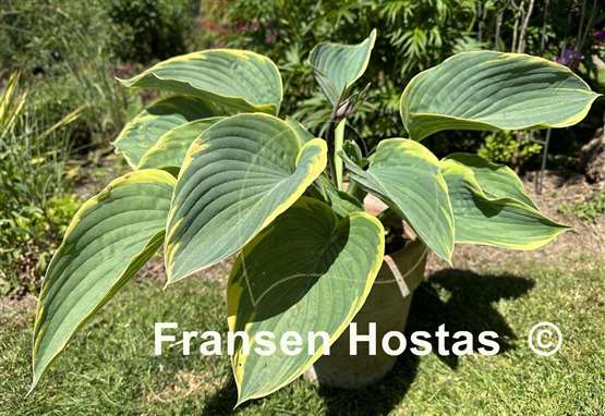 Hosta Gabriel's Wing