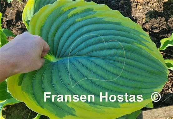 Hosta Gabriel's Wing