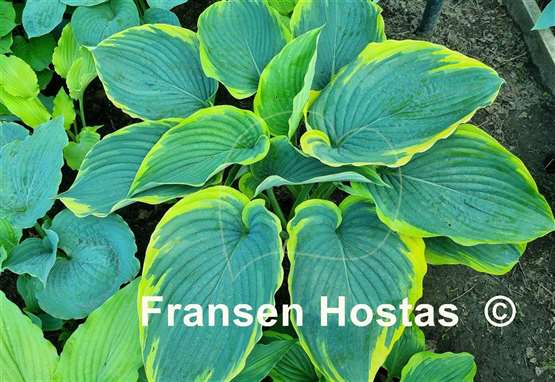 Hosta Gabriel's Wing