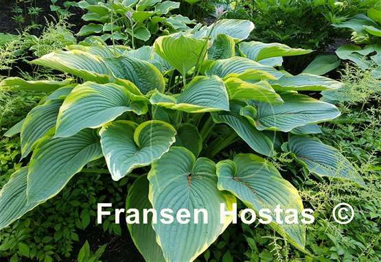 Hosta Gabriel's Wing