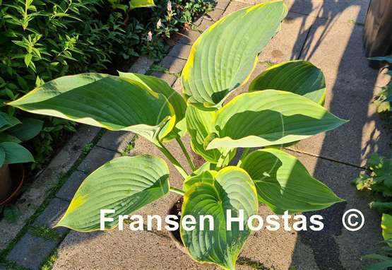 Hosta Gabriel's Wing