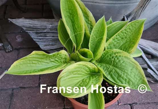 Hosta Gaiety 