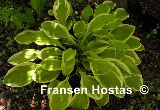 Hosta Gaiety