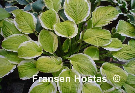 Hosta Gaiety