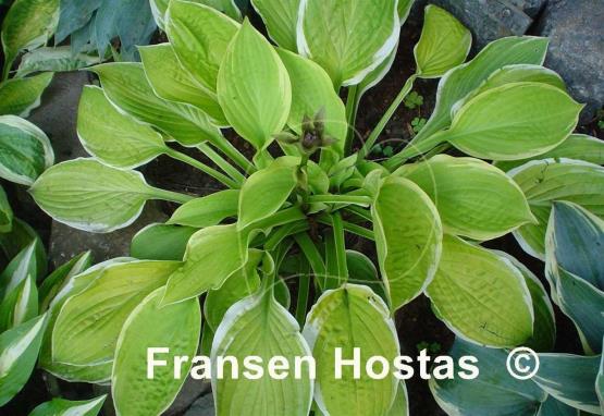 Hosta Gaiety