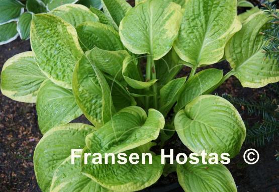 Hosta Gaiety