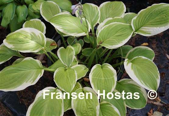 Hosta Gaiety
