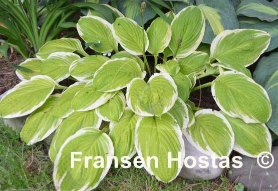 Hosta Gaiety