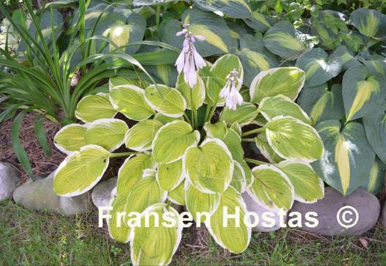 Hosta Gaiety