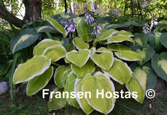 Hosta Gaiety