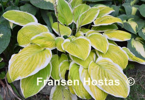 Hosta Gaiety