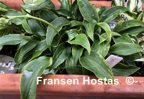 Hosta Gaijin