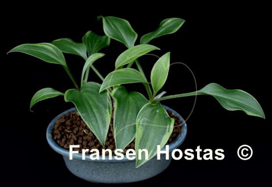 Hosta Gaijin