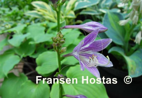 Hosta Gaijin