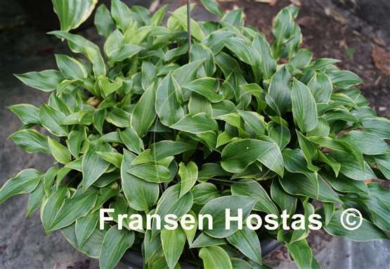 Hosta Gaijin