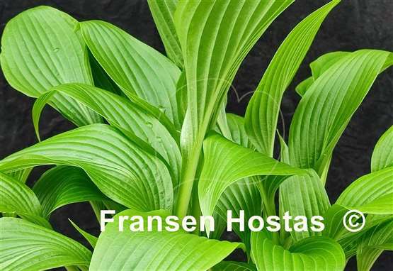 Hosta Gala