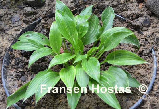 Hosta Gala