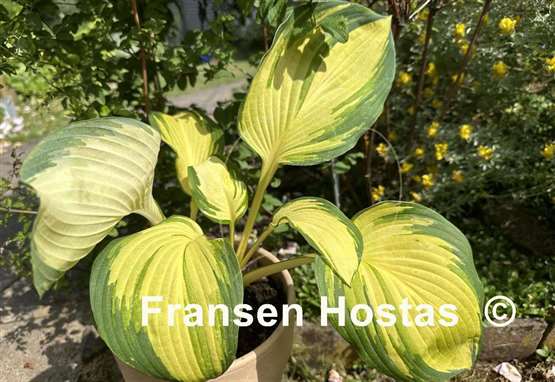Hosta Galaxy Light