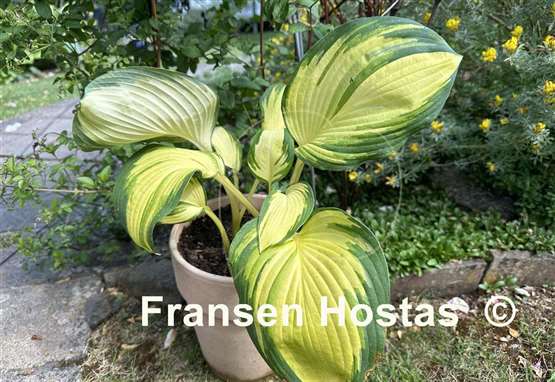 Hosta Galaxy Light