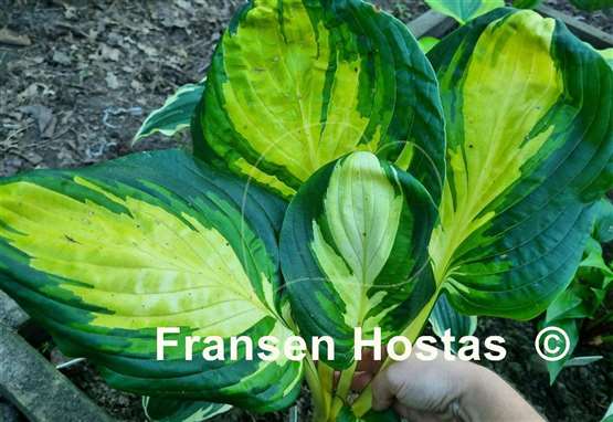 Hosta Galaxy Light